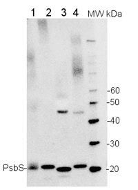 PsbS | 22 kDa Lhc-like PSII protein (rabbit antibody) in the group Antibodies Plant/Algal / Photosynthesis / PSII (Photosystem II) at Agrisera AB (Antibodies for research) (AS09 533)